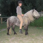 Shetlænder Volsung v Olwen