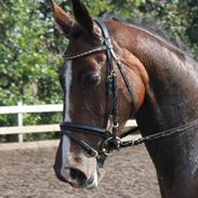 Dansk Varmblod Menuet