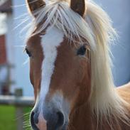 Tyroler Haflinger Felina