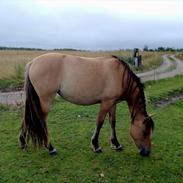 Anden særlig race AnneBell a.k.a Bell SOLGT [Tidl. hest]