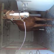 Anden særlig race Santos (Gammel part, savnes ENORMT) [Himmelhest] )