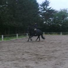 Welsh Cob (sec D) Chanel