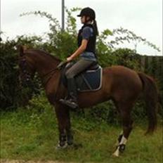 Hollandsk Sportspony Tøsen <33