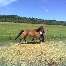 Anden særlig race Flicka.