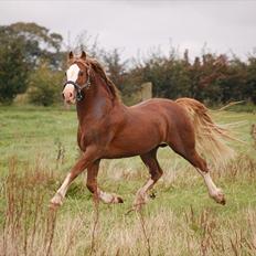 Welsh Cob (sec D) Kildegaards Columbus