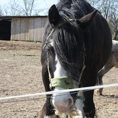 Irish Cob Finnuala Of Ireland