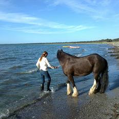 Irish Cob Finnuala Of Ireland