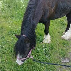 Irish Cob Finnuala Of Ireland