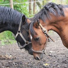 Welsh Pony (sec B) Mac Million   (Stubbumgårds Tobias)