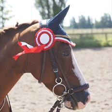 Hollandsk Sportspony Catch Me DK