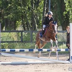 Hollandsk Sportspony Catch Me DK