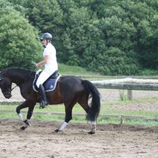 Dansk Varmblod Casino Royale SOLGT