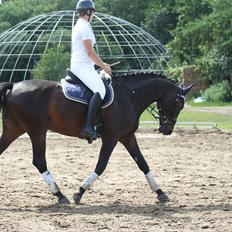 Dansk Varmblod Casino Royale SOLGT