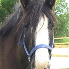 Irish Cob Felix of Ireland  Savnet..