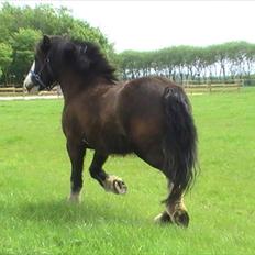Irish Cob Felix of Ireland  Savnet..