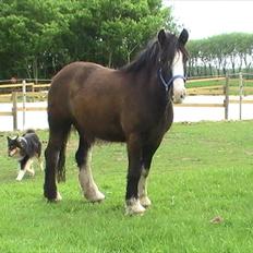 Irish Cob Felix of Ireland  Savnet..