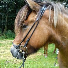 Islænder sleipnir fra Kastanjely (R.I.P)