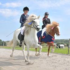 Islænder Perla fra Randrup