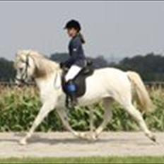 Islænder Perla fra Randrup