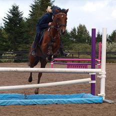 Tysk Sportspony P-Tim solgt