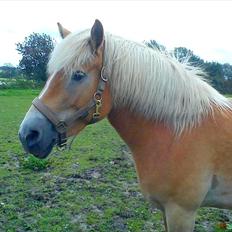 Haflinger Boline Bendroff