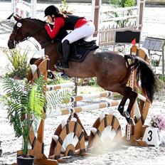 Belgisk Sportspony Magic Ball A-Pony