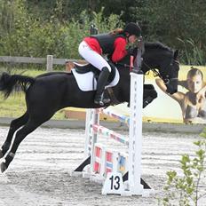 Tysk Sportspony Inaara A-Pony
