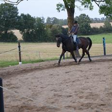Dansk Varmblod Darrigårdens Leifich