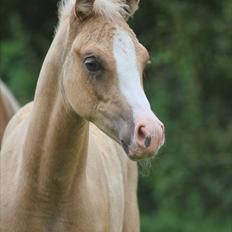 Palomino Rainbow Midnight Sun