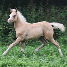 Palomino Rainbow Midnight Sun