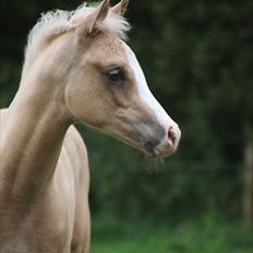 Palomino Rainbow Midnight Sun