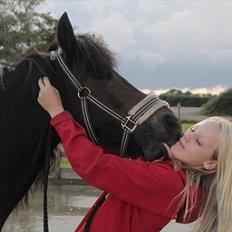 Welsh Cob (sec D) Moonlight