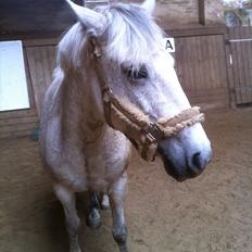 Anden særlig race Esther