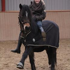 Welsh Cob (sec D) Moonlight