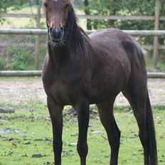 Arabisk fuldblod (OX) KA Wamarg OX  *SOLGT*