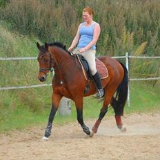 Dansk Varmblod Luciel (Tidl. Låne Hest)