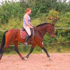 Dansk Varmblod Luciel (Tidl. Låne Hest)
