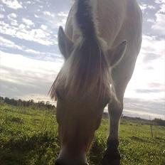 Fjordhest Tarzan (gamle part)