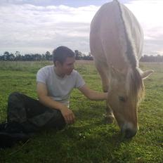 Fjordhest Tarzan (gamle part)