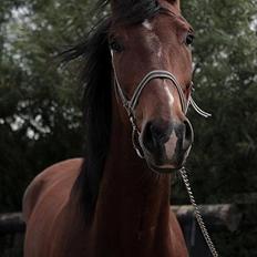 Anden særlig race Ocean