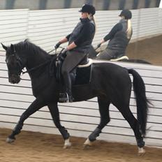 Dansk Varmblod COMBAT