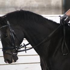 Dansk Varmblod COMBAT