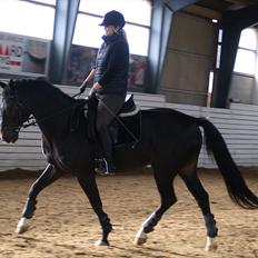 Dansk Varmblod COMBAT