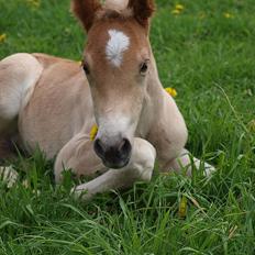 Haflinger Athæus MBM
