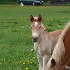 Haflinger Athæus MBM