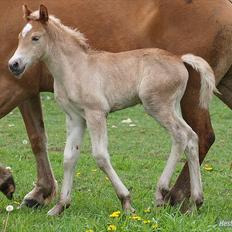 Haflinger Athæus MBM
