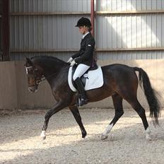 New Forest Opbroek´s Aron (solgt)