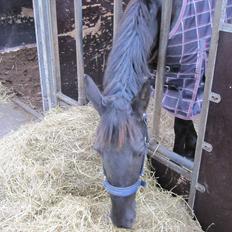 Barockpferd Hope's Kashede