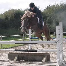 Welsh Cob (sec D) Dyrfal Rosebuds Last