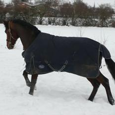 Dansk Varmblod Håbets Romano